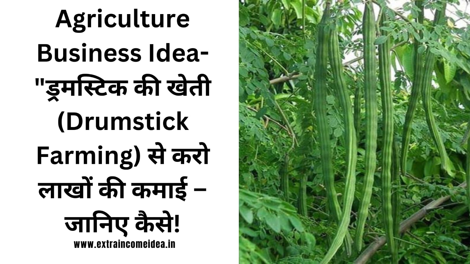 Drumstick Farming in hindi