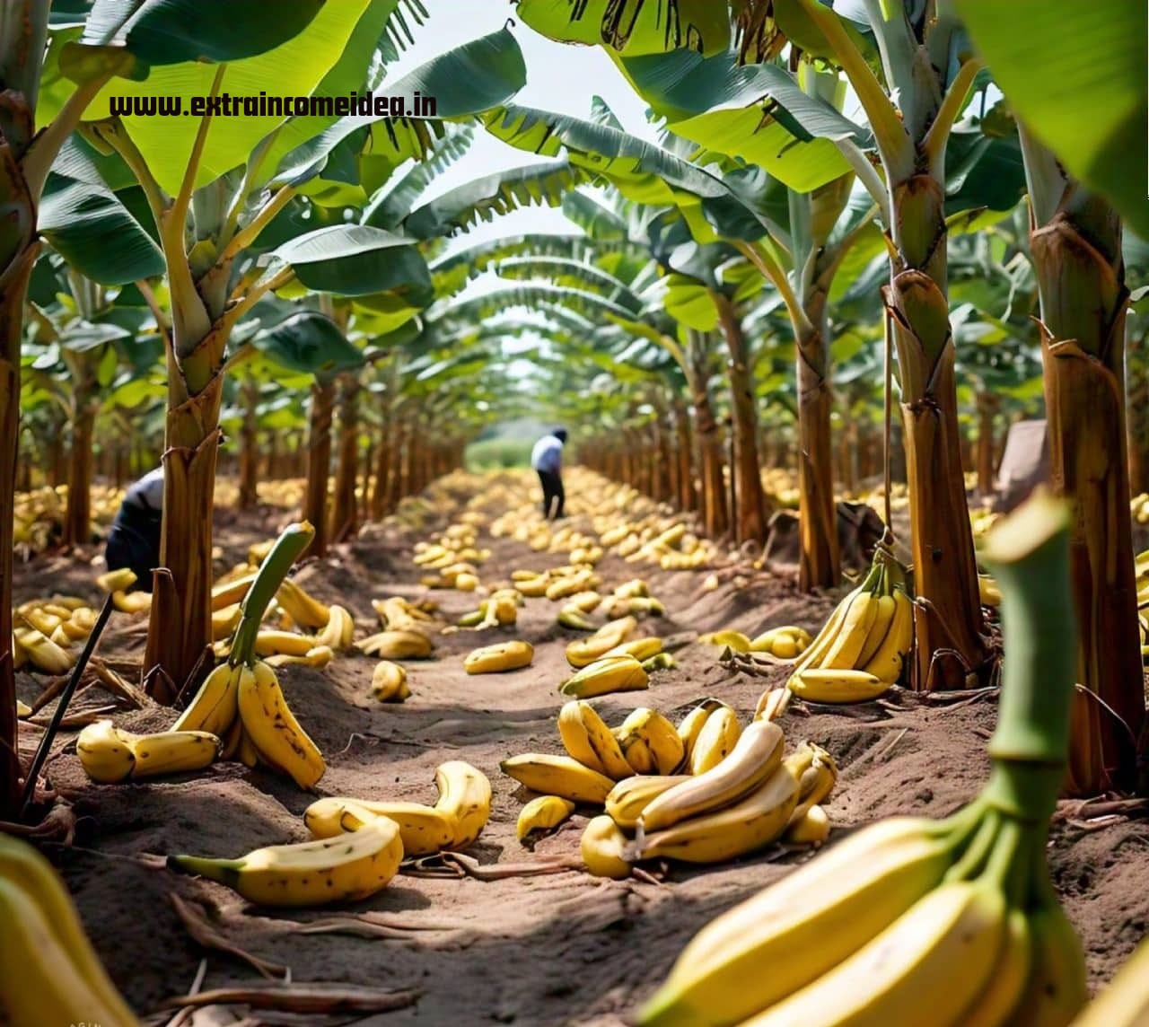 banana stem organic fertilizer business